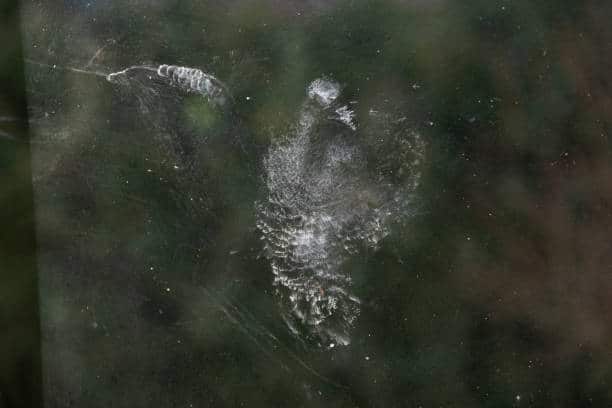 Fly Smashed Into Window Birds flying into windows | HelpWildlife.co.uk